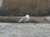 Caspian Gull at Two Tree Island (Steve Arlow) (58387 bytes)